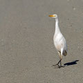 Kuhreiher, Cattle Egret, Bubulcus ibis, Cyprus, Paphos Sewage Plant, Januar 2019