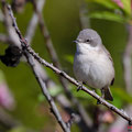 Klappergrasmücke, Lesser Whitethroat, Sylvia curuca, Cyprus, Pegeia-Agios Georgios, our Garden, April 2019