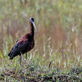 Brauner Sichler, Glossy Ibis, Plegadis falcinellus, Cyprus, Akrotiri Marsh, 11.April 2018 