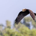 Rohrweihe, Western Marsh Harrier, Circus aeroginosus, Cyprus, Limassol, Zakaki Marsh + Pool, August 2018