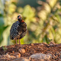 Francolinus francolinus - Halsbandfrankolin - Black Francolin, Cyprus, Home area, April 2016