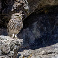 Steinkauz, Little Owl, Athene noctua, Cyprus, Paphos - Anarita Park Area, Warteposition, Mai 2018