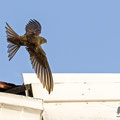 Mauersegler, Common Swift, Apus apus, Cyprus, Paphos - Moutthalos, 29. April 2017