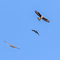 Aquila fasciata - Bonelli`s Eagle - Habichtsadler, Cyprus, Anarita Park, April 2015