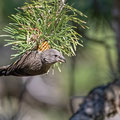 Fichtenkreuzschnabel, Common Crossbill, Laxia curvinostra, Cyprus, Troodos, Livadi tou pashia, 26. October 2018