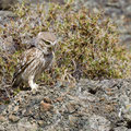 Steinkauz, Little Owl, Athene noctua, Cyprus, Paphos - Anarita Park Area, Juni 2018