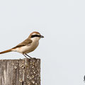 Lanius phoenicuroides, Rotschwanzwuerger, Red-tailed (Turkestan) Shrike, Cyprus, Mandria Beach, April 2016