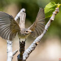 Grauschnäpper, Spotted Flycatcher, Muscicapa striata, Cyprus, Pegeia-Agios Georgios, our Garden, April 2019