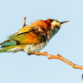 Merops apiaster - European Bee-eater - Bienenfresser, Cyprus, Mandria Beach, April 2016