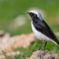 Schwarzrücken-Steinschmätzer, Mourning Wheatear, Oenathe lugens, Cyprus, Pegeia - Agios Georgios, Cape Drepanum, Februar 2019