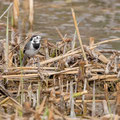 Bachstelze, White Wagtail, Motacilla alba, Cyprus, Limassol, Zakaki Marsh - Pool, 18. October 2018