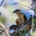 Fichtenkreuzschnabel, Common Crossbill, Laxia curvinostra, Cyprus, Troodos, Livadi tou pashia, 26. October 2018