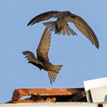 Mauersegler, Common Swift, Apus apus, Cyprus, Paphos - Moutthalos, 29. April 2017