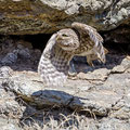 Steinkauz, Little Owl, Athene noctua, Cyprus, Paphos - Anarita Park Area, Mai 2018