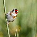 Carduelis carduelis - Goldfinch - Distelfink, Cyprus, Anarita, March 2016