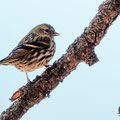 Serinus serinus - European Serin - Girlitz, Cyprus, Livadi tou Passia, March 2016