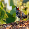 Francolinus francolinus - Halsbandfrankolin - Black Francolin, Cyprus, Home area, April 2016