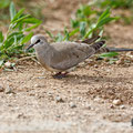 Oena capensis - Namaqua Dove (female) - Kaptäubchen, Cyprus, Mandria Greenhouse Area, March 2016