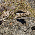 Steinkauz, Little Owl, Athene noctua, Cyprus, Paphos - Anarita Park Area, Futterübergabe, Mai 2018