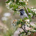 Sylvia ruepelli - Rüppell´s Warbler - Maskengrasmücke, Cyprus, Anarita, March 2016