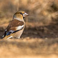 Coccothrausters coccothrausters - Hawfinch - Kernbeisser, Cyprus, Troodos, Dec. 2014