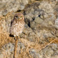 junge Steinkauze, juvenile Little Owl, Athene noctua, Cyprus, Paphos - Anarita Park Area, Juni 2018