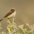 Oenanthe hispanica - Black-eared Wheatear - Mittelmeer-Steinschmätzer, Cyprus, Anarita, March 2016