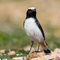 Schwarzrücken-Steinschmätzer, Mourning Wheatear, Oenathe lugens, Cyprus, Pegeia - Agios Georgios, Cape Drepanum, Februar 2019