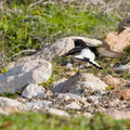 Schwarzrücken-Steinschmätzer, Mourning Wheatear, Oenathe lugens, Cyprus, Pegeia - Agios Georgios, Cape Drepanum, Februar 2019