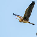 Purpurreiher, Purple Heron, Ardea purpurea, Cyprus, Limassol, Zakaki Marsh + Pool, August 2018