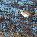 Trinka totanus - Redshank Common - Rotschenkel, Cyprus, Oroklini Lake, Februar 2016