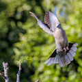 Türkentaube, Collared Dove, Streptopelia decaocto, Cyprus, Pegeia-Agios Georgios, our Garden, April 2019