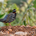 Francolinus francolinus - Halsbandfrankolin - Black Francolin, Cyprus, Home area, April 2016