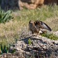 Buteo buteo - Common Buzzard - Maeusebussard, Cyprus, Mandria Beach, Februar 2016