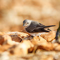 Muscicapa striata - Spotted Flycatcher - Grauschnäpper, Cyprus, our Garden, Juni 2012