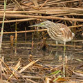 Rallenreiher, Squacco Heron, Ardeola ralloides, Cyprus, Limassol, Zakaki Marsh - Pool, 18. October 2018