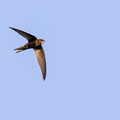 Fahlsegler, Pallid Swift, Apus pallidas, Cyprus, Akrotiri Marsh, 11.April 2018 