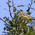 Kappenammer, Black-headed Bunting, Emberiza melanocephala, Cyprus, Ineia-Pittokopos, Juli 2018