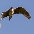 Nachtreiher, Black-croned Night Heron, Nycticorax nycticorax, Cyprus, Limassol, Zakaki Marsh + Pool, August 2018