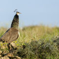 Blauer Pfau, Common Phesant, Phasianus colchicus, Cyprus, Mandria Beach Area, Februar 2018