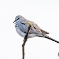 Oena capensis - Namaqua Dove (female) - Kaptäubchen, Cyprus, Mandria Greenhouse Area, March 2016