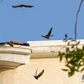 Mauersegler, Common Swift, Apus apus, Cyprus, Paphos - Moutthalos, 29. April 2017