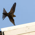 Mauersegler, Common Swift, Apus apus, Cyprus, Paphos - Moutthalos, 29. April 2017