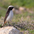 Schwarzrücken-Steinschmätzer, Mourning Wheatear, Oenathe lugens, Cyprus, Pegeia - Agios Georgios, Cape Drepanum, Februar 2019