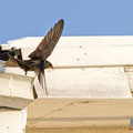 Mauersegler, Common Swift, Apus apus, Cyprus, Paphos - Moutthalos, 29. April 2017