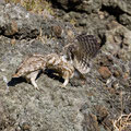 Steinkauz, Little Owl, Athene noctua, Cyprus, Paphos - Anarita Park Area, Futterübergabe, Mai 2018