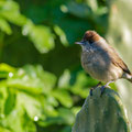 Mönchsgrasmücke, Blackcap female, Sylvia atricapilla,, Cyprus, Paphos Sewage Plant, Januar 2019