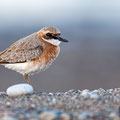 Charatrius leschenaultii columbinus 2 - Greater Sand Plover - Wüstenregenpfeifer, Cyprus, Mandria Beach, 20.04.2016