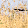 Brauner Sichler, Glossy Ibis, Plegadis falcinellus, Cyprus, Akrotiri Marsh, 11.April 2018 