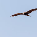Rohrweihe, Western Marsh Harrier, Circus aeroginosus, Cyprus, Akrotiri Marsh - Fasouri, Januar 2019